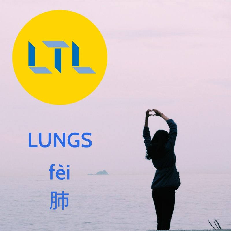 Body Parts in Mandarin - Lungs