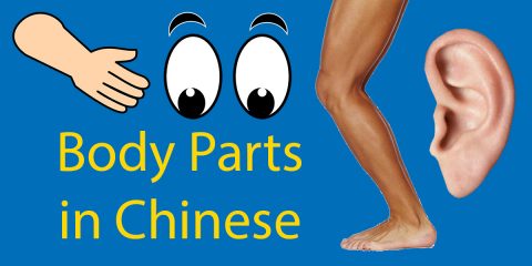 Body Parts in Chinese 👤 From Head to Toe Thumbnail